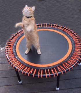 cat on 
