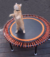 Cat on Bellicon Ultimate Mini Rebounder
